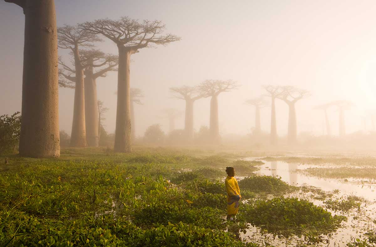 baobab-trees-madagascar